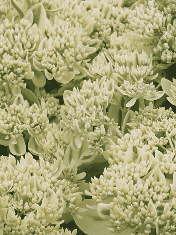 Очиток видный Elses Gold