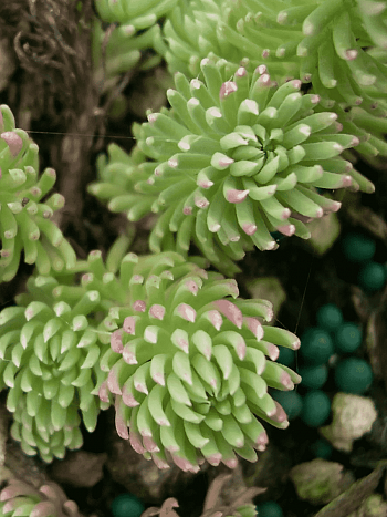 Очиток форстера Oracle