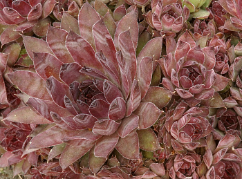 Молодило паутинистое Хамелеон