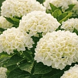 Гортензия Macrophylla white