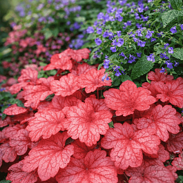 Гейхера Georgia Peach