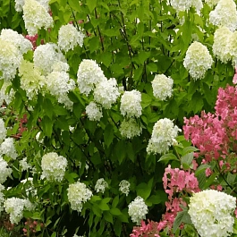 Гортензия метельчатая Mix