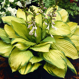 Хоста Форчуна Голд Стандарт Хоста Форчуна Голд Стандарт