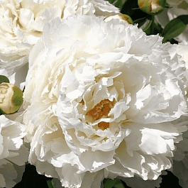 Пион Молочноцветковый Bowl of Cream