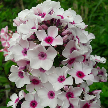 Флокс метельчатый Граф Цеппелин НАБОР 2ШТ (1+1)