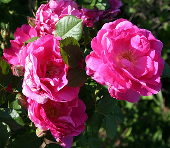 Роза канадская парковая Модэн Сентенниал