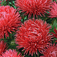 Астра коготковая Красная