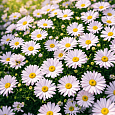 Астра кустарниковая Apollo