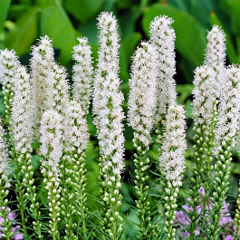 Клопогон японский Сильвер Данс