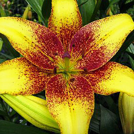 Лилия азиатская Танго Голден Стоун