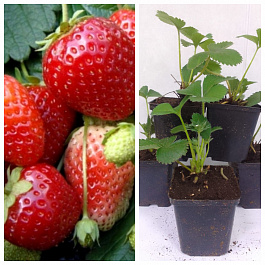 Земляника садовая Дали НАБОР 5ШТ