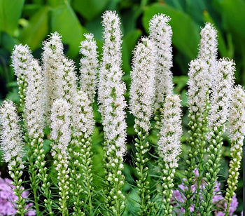 Клопогон японский Сильвер Данс