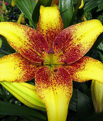 Лилия азиатская Танго Голден Стоун