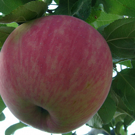 Яблоня Дочь Мелбы