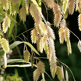 Хасмантиум широколистный