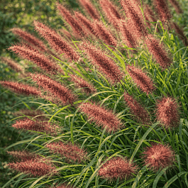 Пеннисетум лисохвостый 'Red Head'