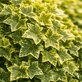 Плющ обыкновенный Goldchild