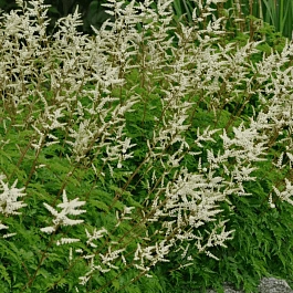 Волжанка кокорышелистная