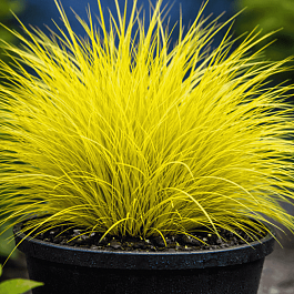 Овсяница сизая Golden Toupee