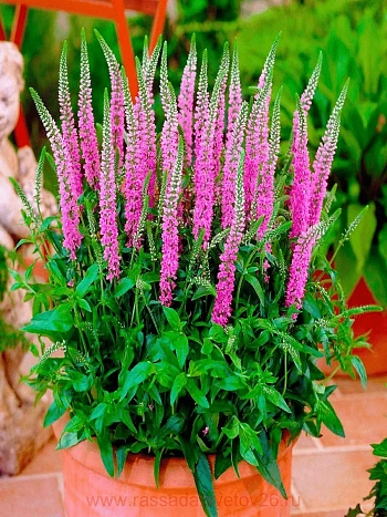 Вероника колосистая Anniversary New Rose