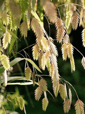 Хасмантиум широколистный