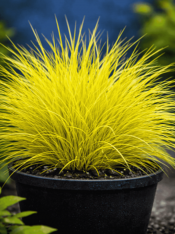 Овсяница сизая Golden Toupee