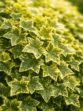 Плющ обыкновенный Goldchild