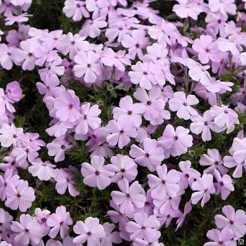 Флокс Дугласа Lilac Cloud