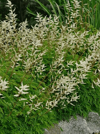 Волжанка кокорышелистная