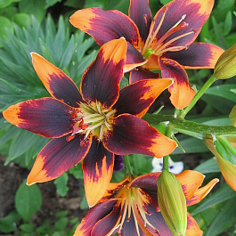 Лилия азиатская Форевер Сьюзан