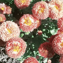 Хризантема Сударушка