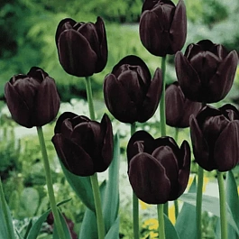 Тюльпан триумф Queen of Night