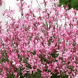 Гаура Линдхеймера