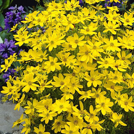 Кореопсис мутовчатый Загреб