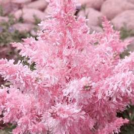 Астильба гибридная Sugarberry