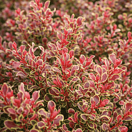 Барбарис Тунберга Golden Ruby