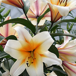 Лилия ОТ-гибрид Хай Ти Лилия ОТ-гибрид Хай Ти