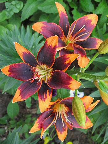 Лилия азиатская Форевер Сьюзан