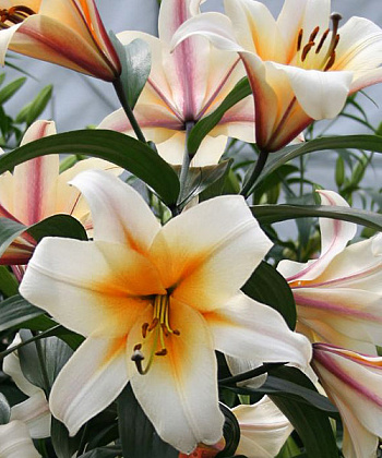 Лилия ОТ-гибрид Хай Ти