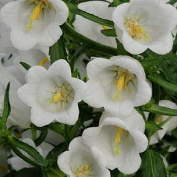 Колокольчик средний Кампана Вайт