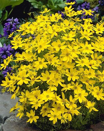 Кореопсис мутовчатый Загреб