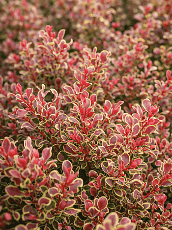 Барбарис Тунберга Golden Ruby