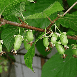 Актинидия коломикта Университетская