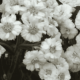 Тысячелистник птармика The pearl