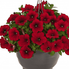 Петуния Surprise Red (Кашпо)
