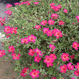 Портулак зонтиковидный Muffin Rose