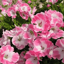 Пеларгония королевская Melva Pink