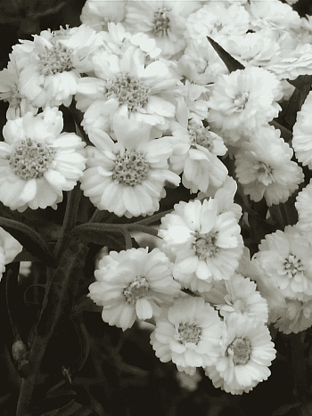 Тысячелистник птармика The pearl