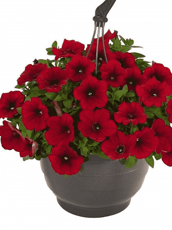 Петуния Surprise Red (Кашпо)