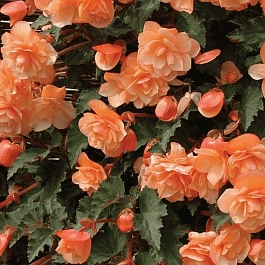 Бегония Fragrant Falls Peach
